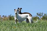 GREYHOUND 037
